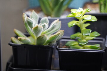 Succulents of different types in pots for seedlings.