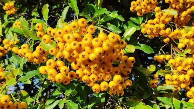 Pyracantha Fruits Jaunes / Buisson Ardent Fruits Jaunes 'Golden Glow' en gros plan