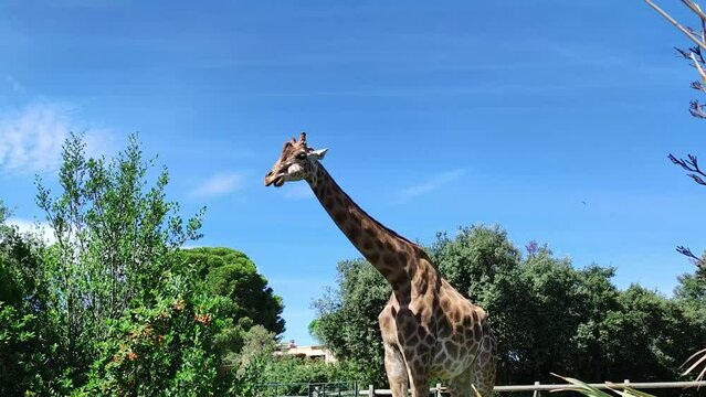 girafe dans un parc animalier	