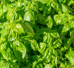 Basil plants