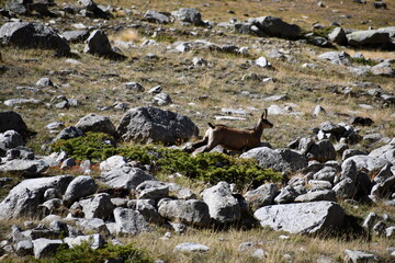 The chamois grazing in the Gran Paradiso park