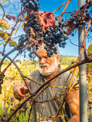 caucasian senior farmer harvesting organic grapes in wine farm in central Italy