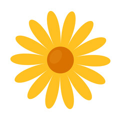 Fototapeta yellow daisy flowers flat vector illustration clipart isolated on white background obraz