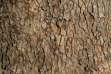 Bark pattern is seamless texture from tree. For background wood work, nature, trunk, tree, bark, hardwood, trunk, tree, trunk