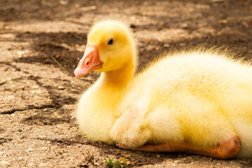Gosling. Poultry farm for breeding geese. Little goose chicks in the grass.