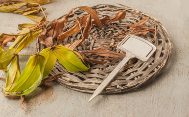 Gloriosa roots immediately after the end of the growing season. Flat lay