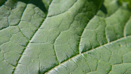 Macro photo of green leaf surface texture-natural background. Nature macro photo background with green leaf