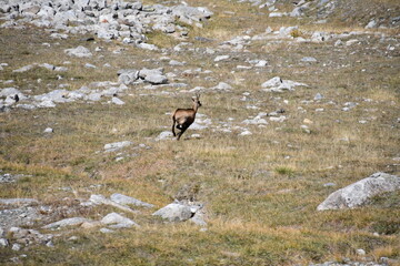 The chamois grazing in the Gran Paradiso park