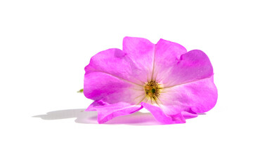 Delicate pink flower on a white background. Close-up of a pink petunia flower isolated on a white background