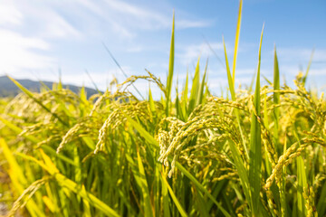rural field landscape with rice