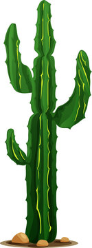 Elephant cactus, Mexican giant cardon isolated