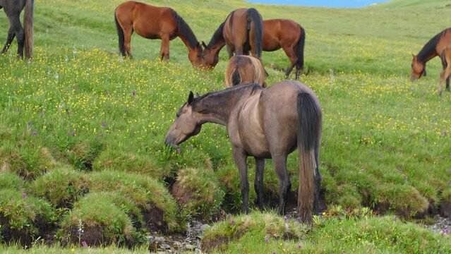 Smoky mare eating grass in a mountain pasture. Lush green grass, mountain stream and flowers in the background. One of the horses is pooping