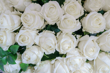 Fototapeta na wymiar Natural background of beautiful white roses. Fresh flowers.