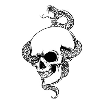 skull with snake vector image
