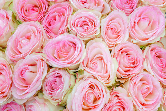 Natural background of beautiful pink roses. Fresh flowers.