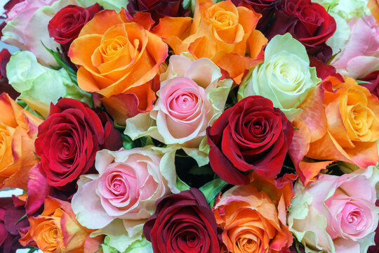 Natural background of beautiful pink, orange, white and red roses. Fresh flowers.