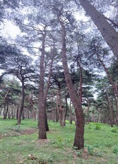 nature pine forest autumn sky