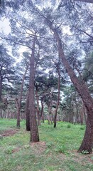 Fototapeta premium nature pine forest autumn sky