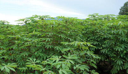 Fototapeta na wymiar Cassava tree farm close up, Agriculture background