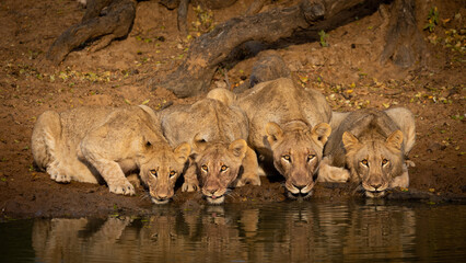 Lioness and 3 sub adult cubs drinking water together