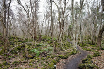 old trees and vines and mossy rocks in winter primeval forest