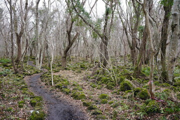 lonely winter forest with path and bare trees