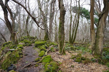 lonely winter forest with path and bare trees