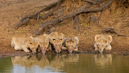 5 lions drinking water next to each other