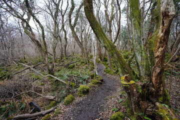 lonely winter forest with path and bare trees