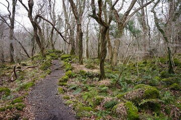 lonely winter forest with path and bare trees