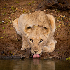 Lioness drinking water with her reflection on the water