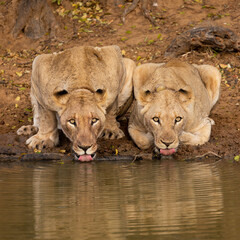 Naklejka na ściany i meble two lionesses drinking water side by side