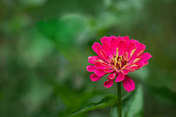 różowa cynia w jesiennym ogrodzie