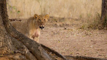 Sub adult lion playing hide and seek