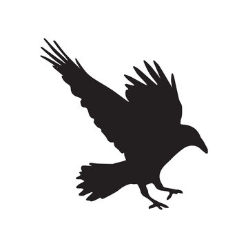 Vector silhouette ravens birds outline