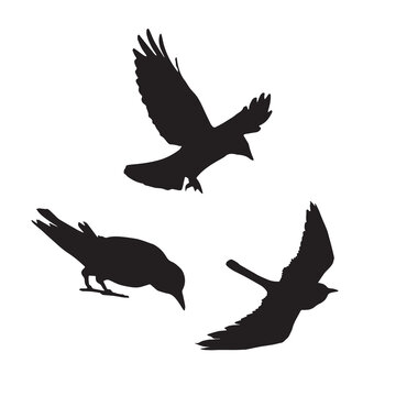 Vector silhouette set ravens birds outline