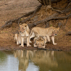 a pride of lions at a waterhole