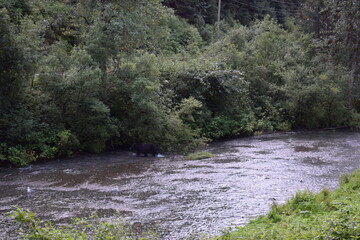 Bear fishing in the river bank with paws in the forest