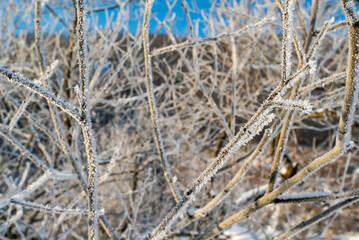 frozen tree branches in winter season. winter view winter background
