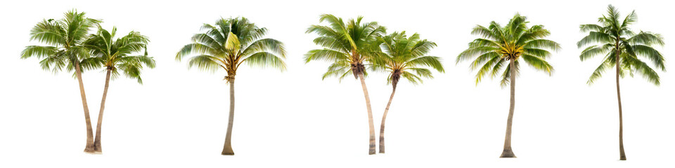 coconut trees, cocos palm isolated on white background - obrazy, fototapety, plakaty