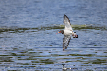 oystercatcher flying over water