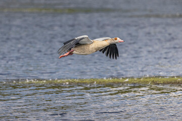 Egyptian goose in flight over water