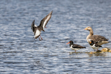 oystercatcher flying over water coming into land with other birds