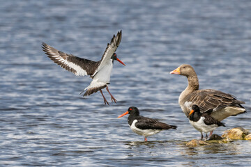 oystercatcher flying over water coming into land with other birds