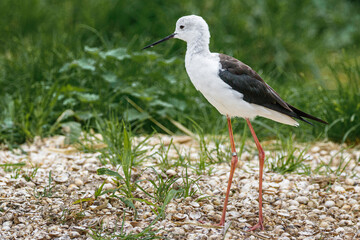 Obraz premium stilt on shore line