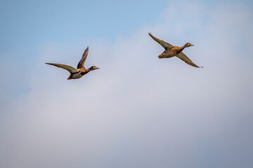two birds in flight
