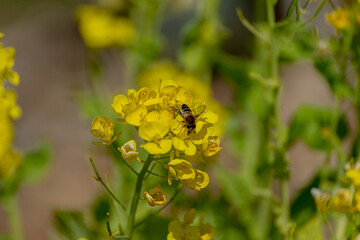 ハナアブと菜の花