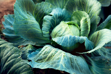 Obraz premium Fresh, white cabbage growing in a vegetable garden on a farm. Organic farming.