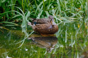 duck in the water reflection