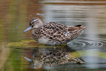 duck on the water